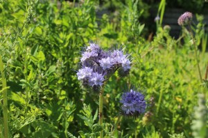 Phacelia tanacetifolia (2) (1200 x 800)